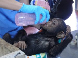 Rescued baby chimp before taking its last breath