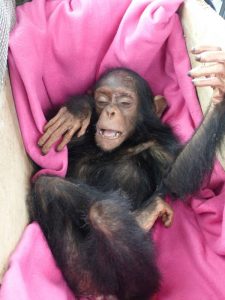 Rescued baby chimp before taking its last breath