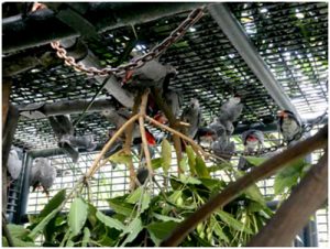 Parrots rescued, in the quarantine, awaiting transfer in the rehabilitation aviary 